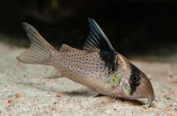 Black banded catfish - Corydoras melanistus