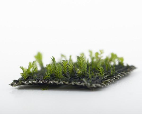 Natureholic Moss Pad - Fissidens Crassipes - 2 x 2cm