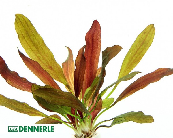 Schwertpflanze "Red Chamäleon" - Echinodorus "Red Chamäleon" - Dennerle Topf