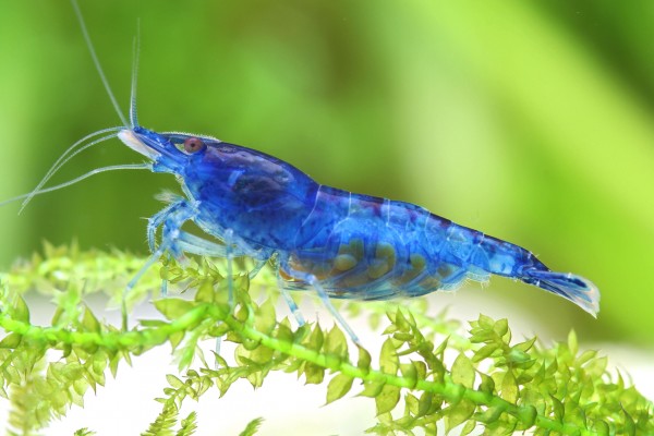 Blue Dream shrimp - Blue Velvet shrimp - Neocaridina davidi
