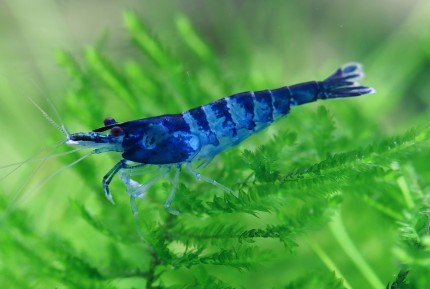 Blue zebra shrimp - Neocaridina davidi