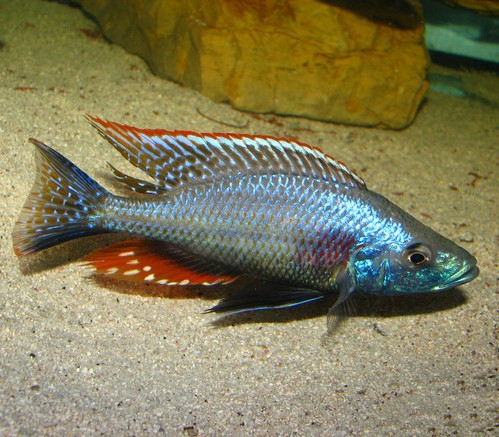 Dimidiochromis strigatus - 12-15cm