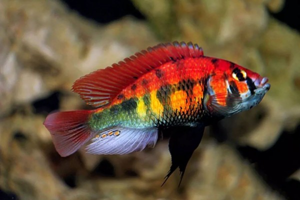Haplochromis rainbow 6-8cm