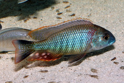 Lethrinops sp. rainbow Tanzania - 9-11cm