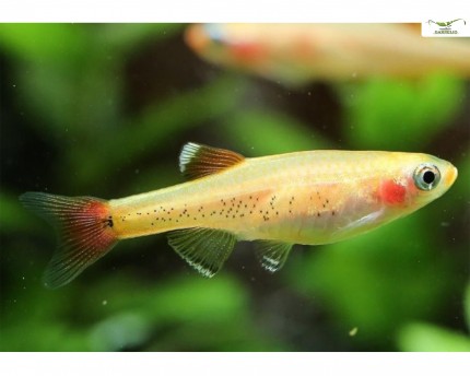Kardinalfisk guld - Tanichthys albonubes 