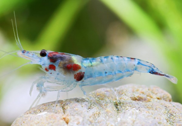 Blue Rili Shrimp - Neocaridina davidi "Blue Rili