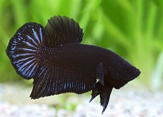 Kampffisch männlich black plakat lg-xl - Betta splendens