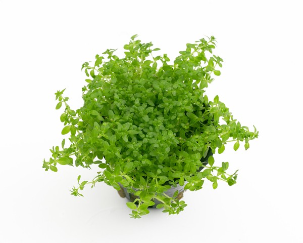 Micranthenum umbrosum - NatureHolic Plants - Pot