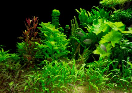 The mighty jungle - Set de plantes aquatiques - 5 pots