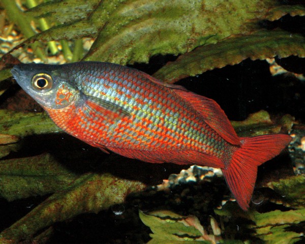 Laxröd regnbågsfisk - Glossolepis incisus