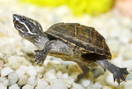 Musk turtle - Sternotherus odoratus