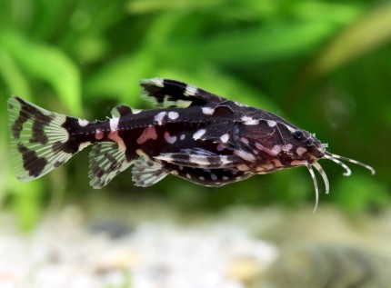 Starthorn catfish - Agamyxis pectinifrons