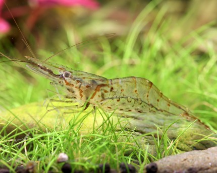 Slim river shrimp - Macrobrachium idella
