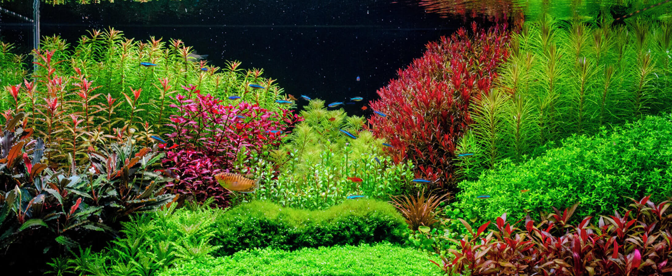 Plantes d'aquarium