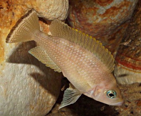 Neolamprologus leloupi Mutoba Bay – 6-8cm