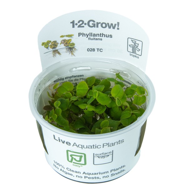 1-2-GROW! Schwimmpflanze - Phyllanthus fluitans