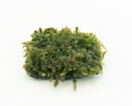 Callicostella Pancuraji - 5x5cm Soilpad - GrowCap