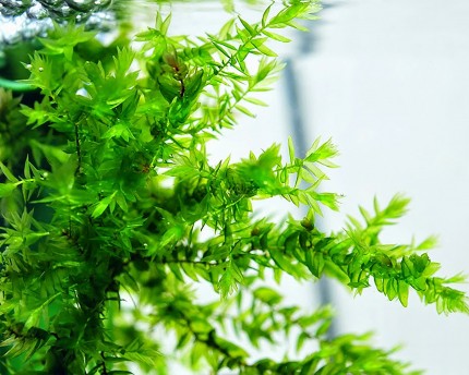 Natureholic Moss Pad - Fontinalis duriae - 5 x 5cm