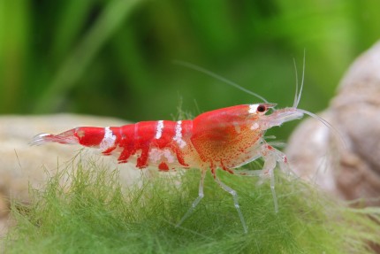 Crystal Red Shrimp - Caridina logemanni 