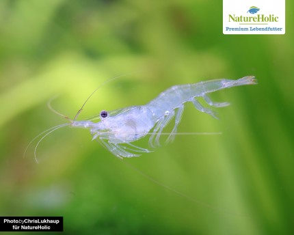 Mini crevettes / crevettes nourries - NatureHolic nourriture vivante
