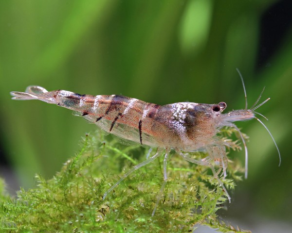 Sulawesi Algengarnele - Inlandsgarnele - Malawa Shrimp - Caridina pareparensi...