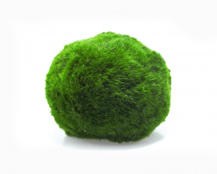 Moss ball - Aegagrophila linnaei