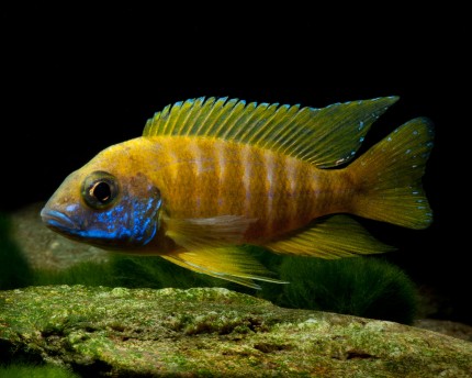 Emperor cichlid yellow - Aulonocara maleri