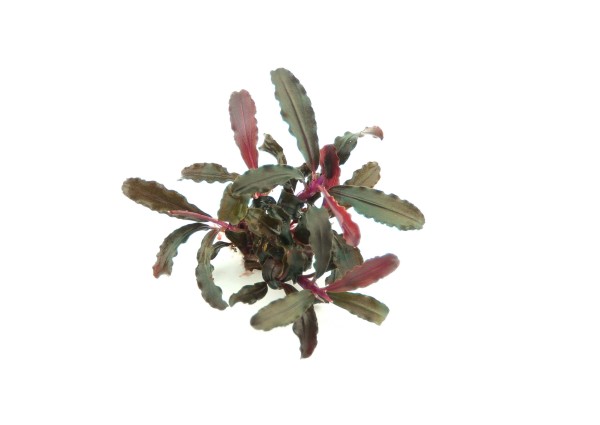 Bucephalandra Art - Bucephalandra sp. Red Scorpio - Dennerle Topf