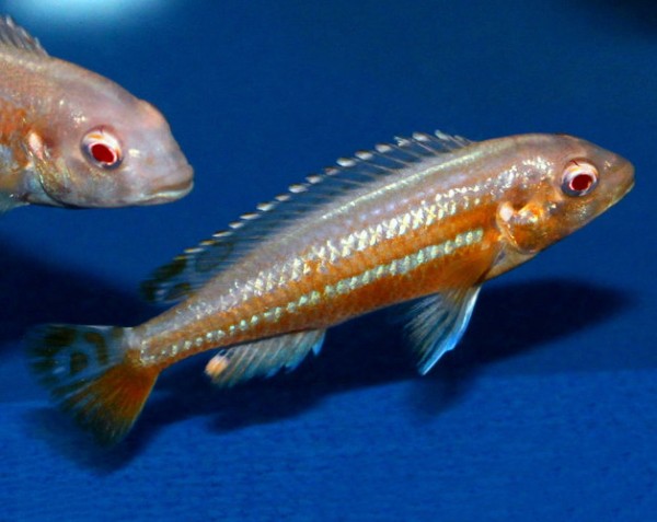 Melanochromis auratus ALBINO - 7-9cm - nice