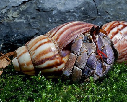 Komurasaki land hermit crab - Coenobita violascens