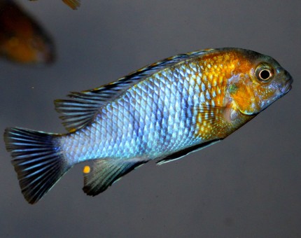 Tropheops red cheek Likoma - 7-10cm - nice - only males