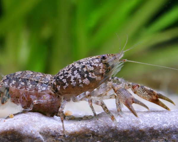 Boy crayfish - Cambarellus puer