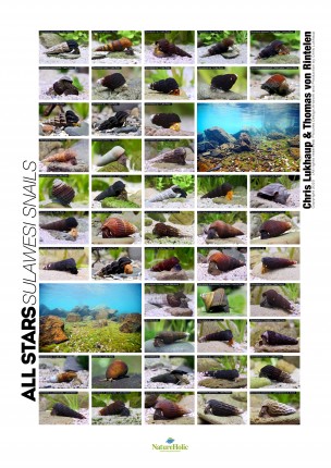 ALL STARS Sulawesi Snails - Poster by Chris Lukhaup