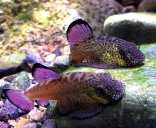Purple Fin Flossensauger - Pseudogastromyzon laticeps