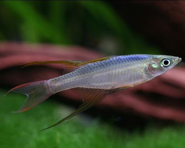 Filigranregebogenfisch / Prachtregenbogenfisch - Iriatherina werneri