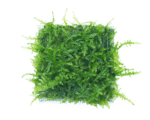 Natureholic Moospad - Vesicularia sp. "Mini Christmas Moss" - 5 x 5cm