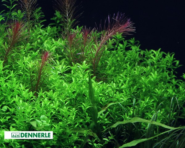 Pärlört - Micranthemum glomeratus - Dennerle kruka