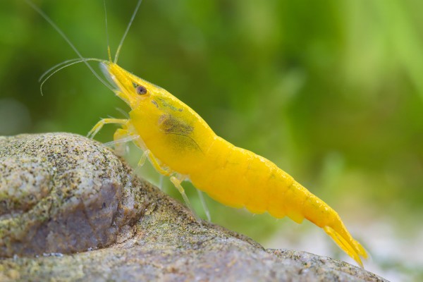 Yellow Fire shrimp - Yellow shrimp - Neocaridina davidi "Yellow"