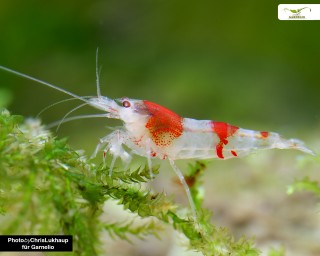 Ghost Crystal Red - Hollow Eyes - Caridina spec.