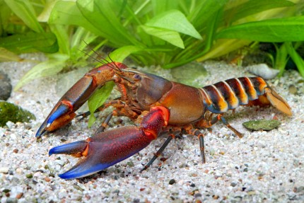 Blue Claw Tiger Crab - Cherax peknyi var. Blue Claw - 3-5 cm - DNZ