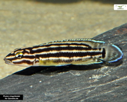 Fyrstrimmig slank cichlide - Julidochromis regani DNZ