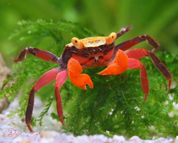 Crabe vampire "Golden Top" - Geosesarma sp.
