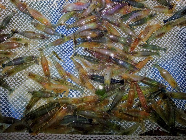 Caridina cf. babaulti "Malaya", pregnant Malayan shrimp
