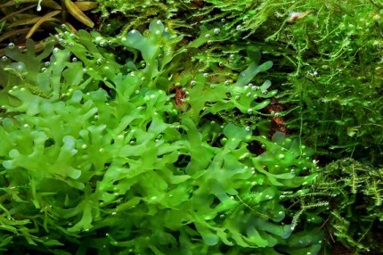 Garnelio - Freshwater kelp - Lomariopsis lineata - Portion