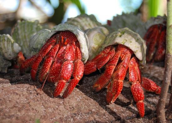 Strawberry land hermit crab - Coenobita perlatus