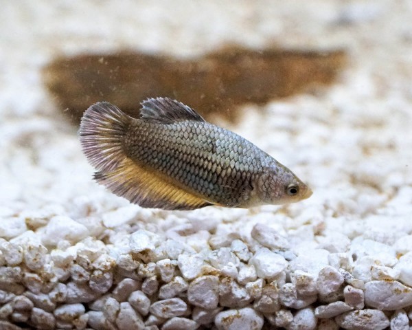 Kampffisch weiblich - Betta splendens