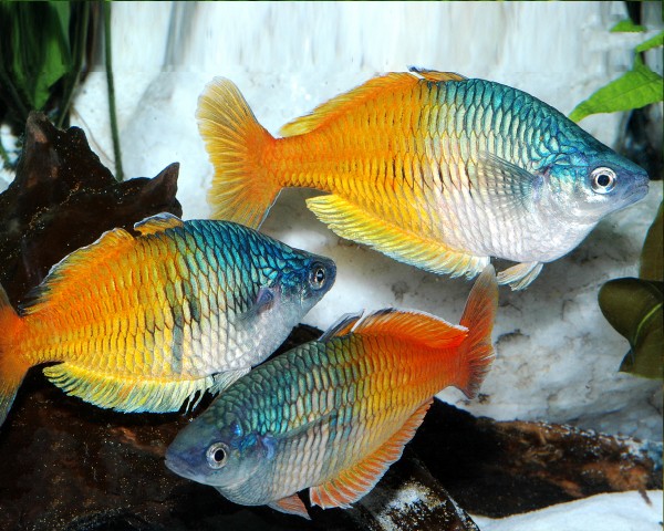Orange blå regnbågsfisk - Melanotaenia boesemani - DNZ