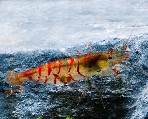 Rote Tigergarnele - Caridina mariae 