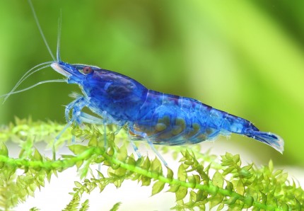 Bärande av Blue Dream Shrimp - Blue Velvet Shrimp - Neocaridina davidi