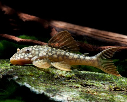 L14 - Sun catfish - Scobinancistrus cf. aureatus - 8cm